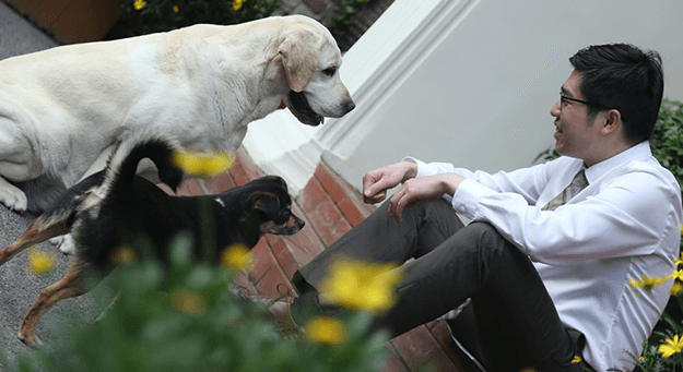 Lawyers and their dogs